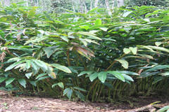Elettaria cardamomum